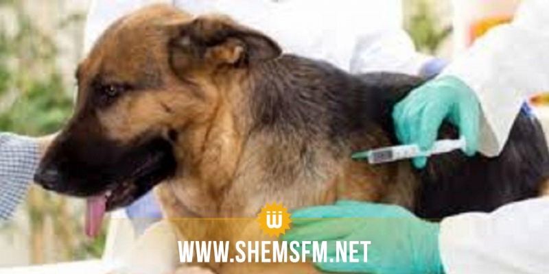 حمام الشط: حملة مجانية للتلقيح ضد داء الكلب
