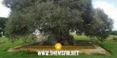 El Haouaria: Journée culturelle "Zaytouna wa Kiteb" sous l'ombre du plus vieil olivier en Tunisie 