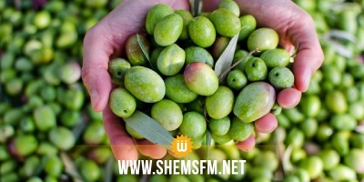 Gabès : La production des olives estimée à 60 mille tonnes