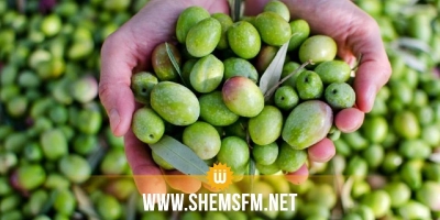 Béja: La récolte des olives en hausse de 66%