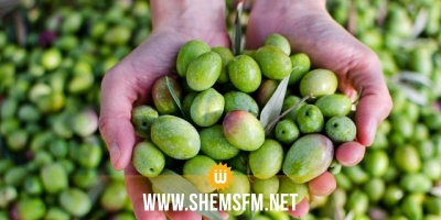 Nabeul : La récolte des olives estimée à 58 mille tonnes