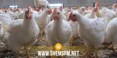 Baisse de 2,9% de la production de poulets de chair en février 2022