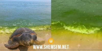 معهد العلوم وتكنولوجيا البحار يكشف سبب تغيّر لون مياه البحر بسواحل حمام الأنف والزهراء