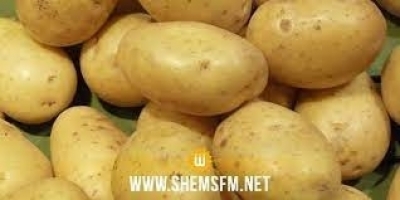 نابل: توقعات بإنتاج 200 ألف طن من البطاطا الفصلية