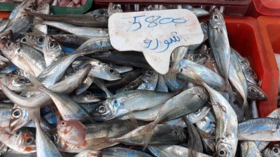  أسعار اليوم من سوق باجة (صور)